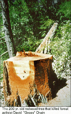 David Chain was killed by a tree felled by foresters while protesting in a forest to protect the destruction of old-growth redwood trees.