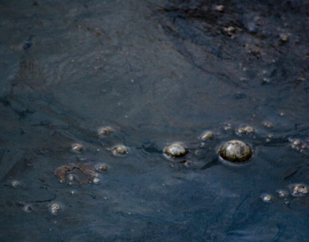 San Francisco Oil Spill: On November 7, a South Korea bound container ship struck a tower supporting the San Francisco-Oakland Bay Bridge spilling 58,000 gallons of oil in the San Francisco Bay. Dozens of dead and injured seabirds were immediately found f