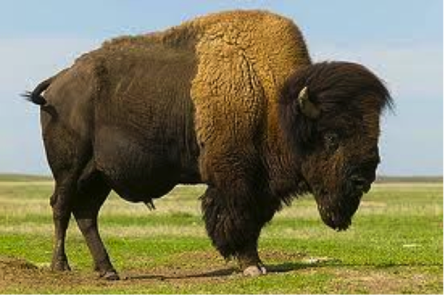 President Roosevelt’s message about Bison