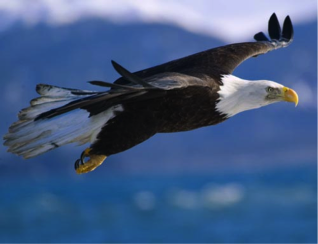 Bald Eagle Preservation Act