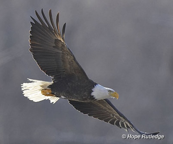 Bald Eagle Act