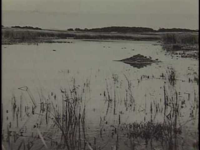 Fish plus Wildfire Service founded