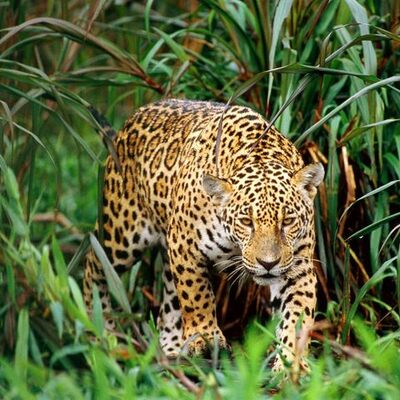 Timeline: The Evolution of Leopards