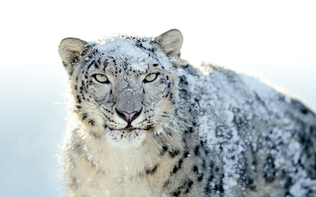 Mac OSX Snow Leopard