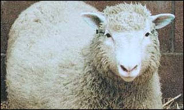 Dolly the Sheep Dies.