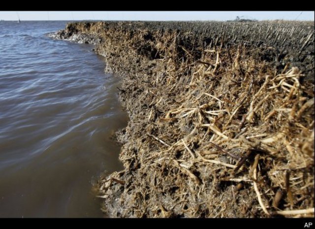 Gulf of Mexico Oil Spill