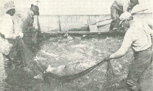 Elimination of Rough Fish