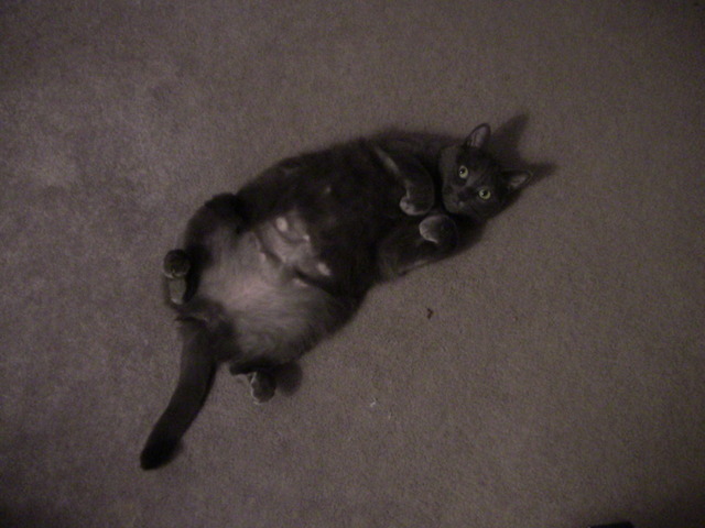 We Adopted My Fat Cat Steelie