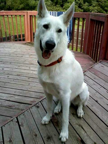 Bandit (My Dog) Is Born