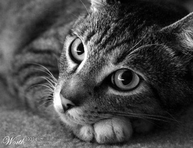 I Got My Cat Trinkie