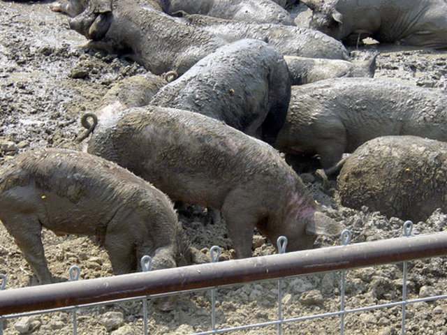 i go to live in a pigsty for a while!