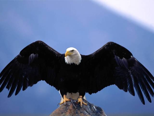 Bald Eagle Preservation Act
