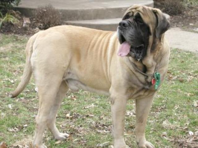 own a mastiff (dog)