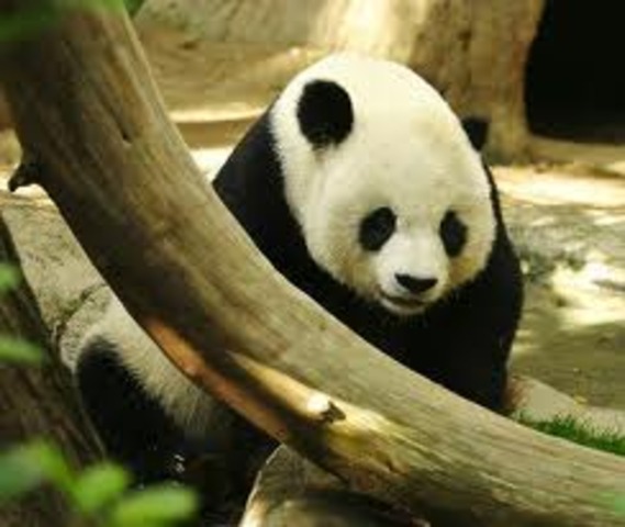 endangered species act