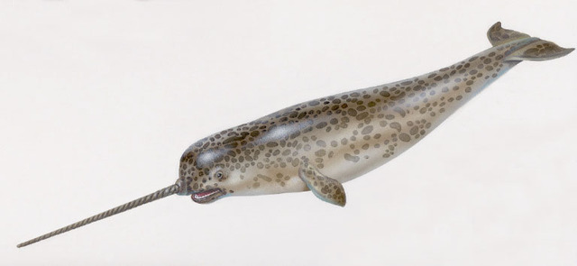 Discovery of Narwhals