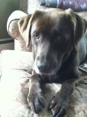 We got our dog Bailey!