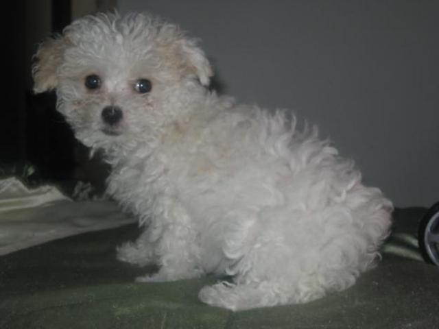 LA LLEGADA DE YUNIOR