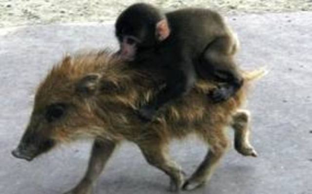 Migration of Native Americans acoss Beringia