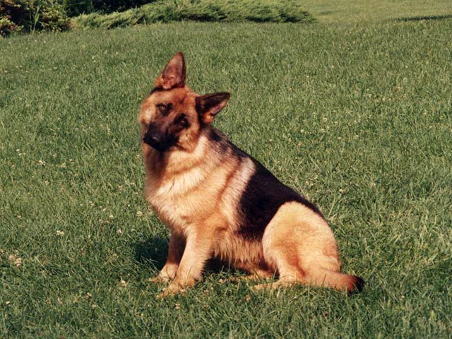 Have Kids (not humans)