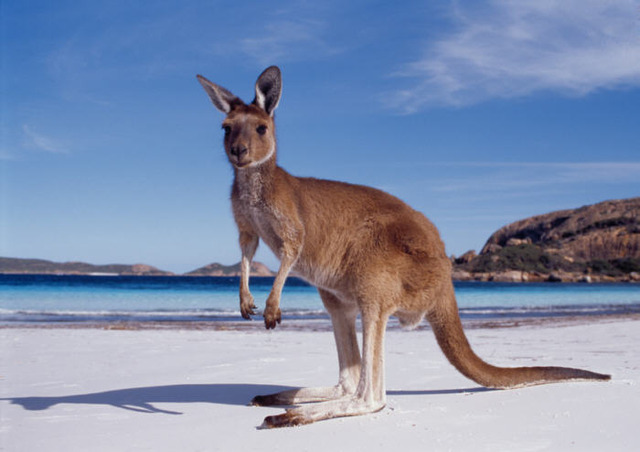 Travel to australia