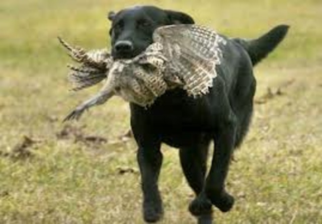 Hav a big hunting dog
