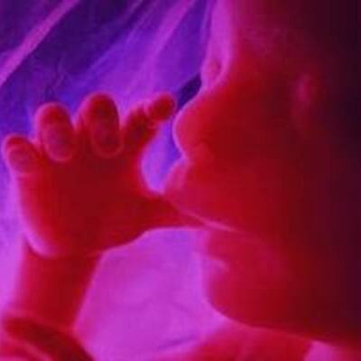 Timeline: Preganancy and Prenatal Development