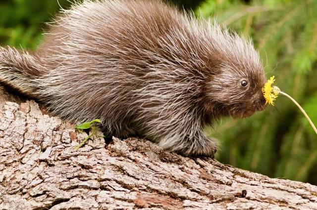 Buy a baby porcupine