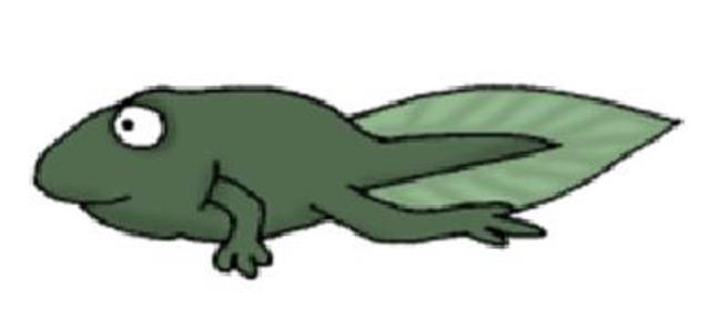 Tadpole with Legs