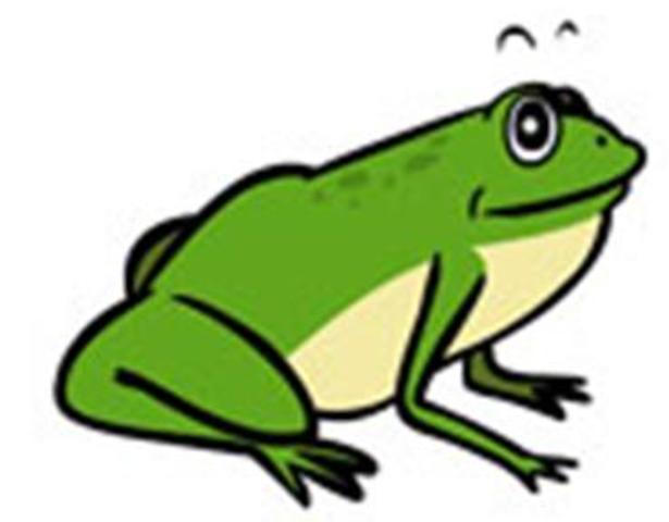 Adult Frog