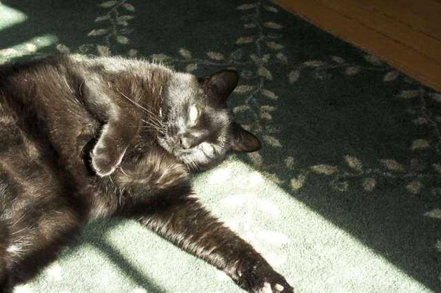 We find my cat, Spooky