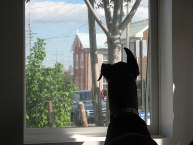 Death of Callie Girl.