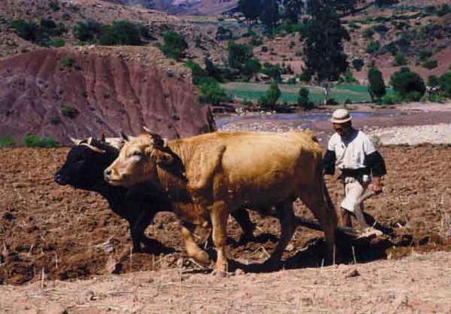 LA ESTRUCTURA AGRARIA Y LA EXCLUSIÓN ECONÓMICA