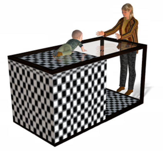 Perceptual Development