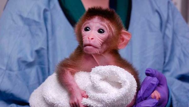 Primer primate modificado