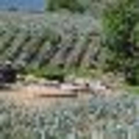 Se certifica al tequila a nivel Internacional