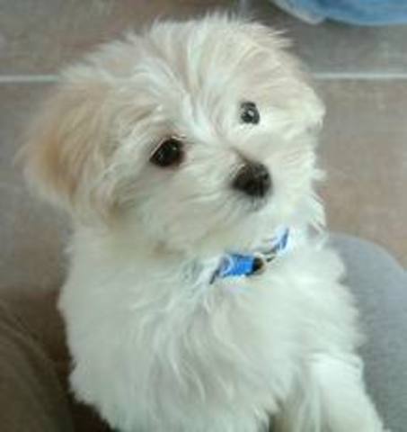 The day we got our beloved pet dog, Chenille