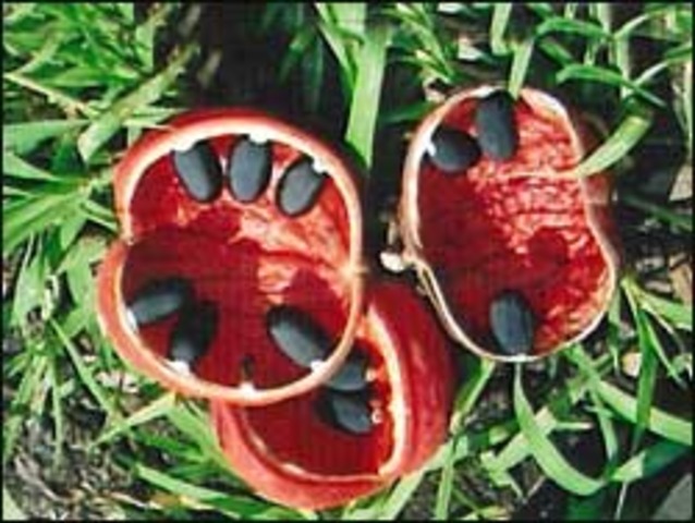 Environmental Concerns