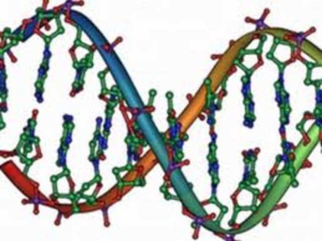 discorvery that genes were on chromosomes