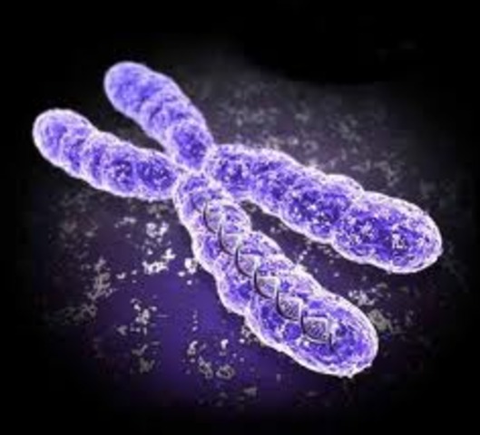 Chromosomes