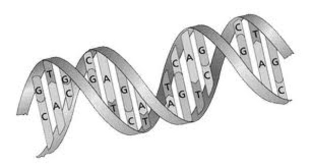DNA contains the same amount of units of adernine and thymine, cytosine and guanine