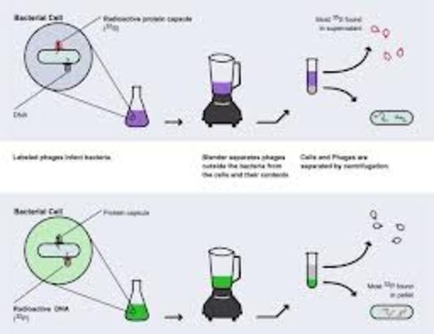 the blender experiment proved that viruses replicated using DNA
