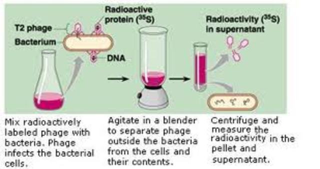 Famous Bleder Experiment
