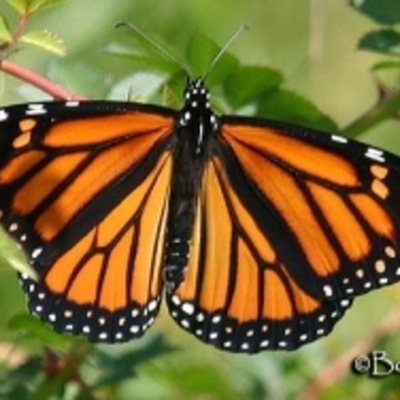 Timeline: Life Cycle of a Butterfly