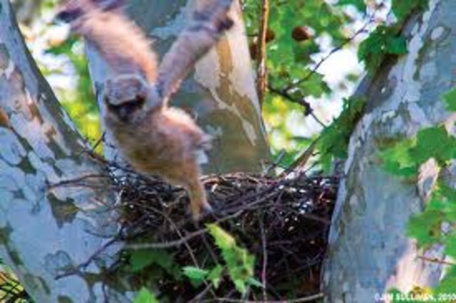 Young keep returning to the nest