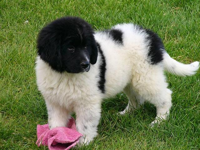 got my second dog :)