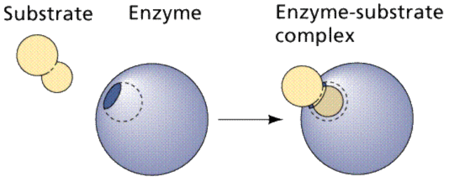 Beadle and Tatum proposed "One gene produces one enzyme" theory