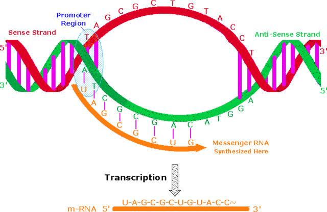 Walter Gilbert- mechanism of gene espression