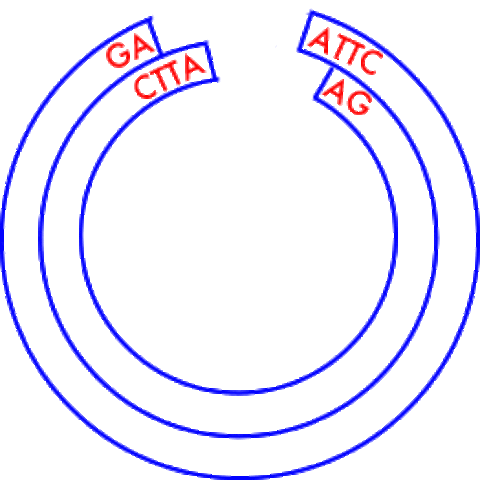 Bacterial Restriction Enzymes