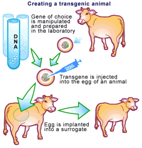 First Transgenic Animals