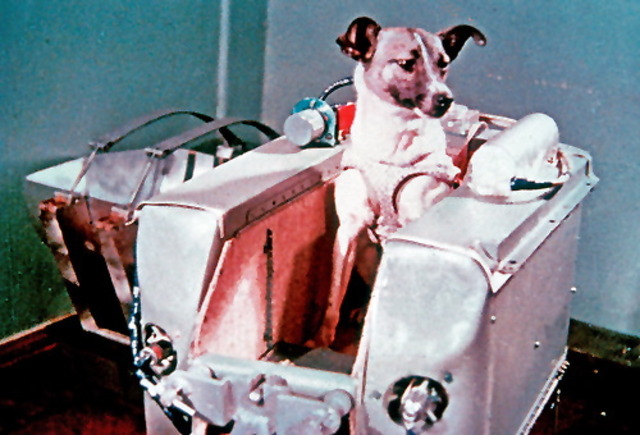 Laika is the first dog in orbit